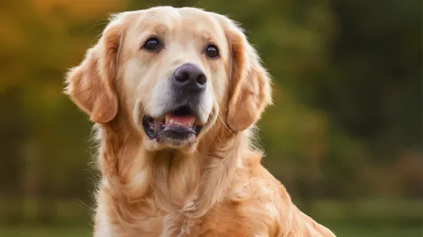 longevity gene in golden retrievers