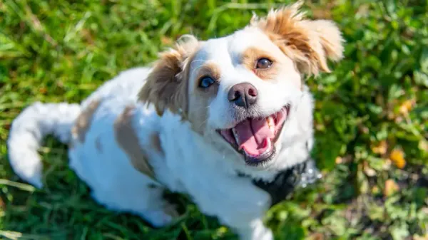 science behind canine smiles