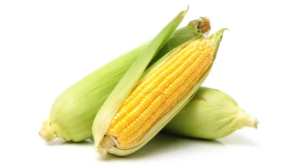 why you shouldnt feed pet food containing corn to your pets