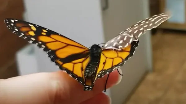 healing wings with hope and a feather