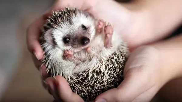 pet hedgehog
