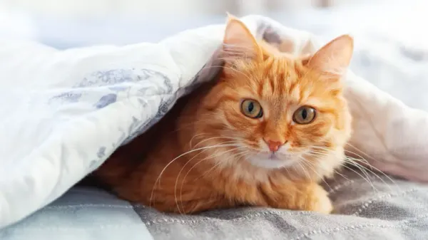 can cat sleep in my bed