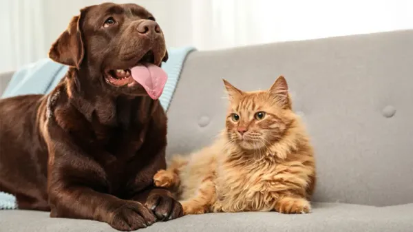 pet owners cleaning tips