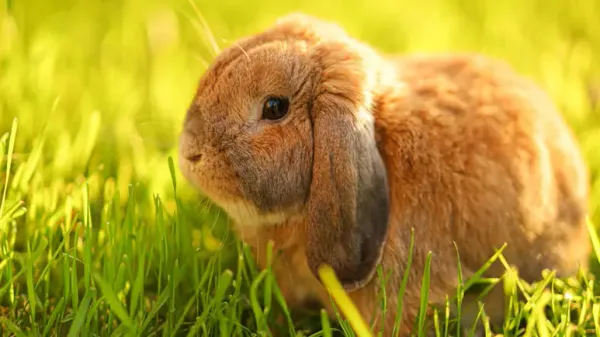 pet rabbit summer
