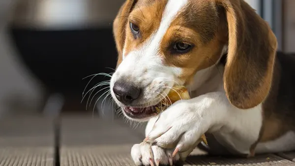 dog chews and bones