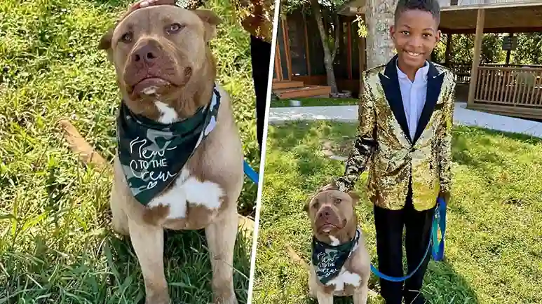 10 year old boy wears suit for dog adoption