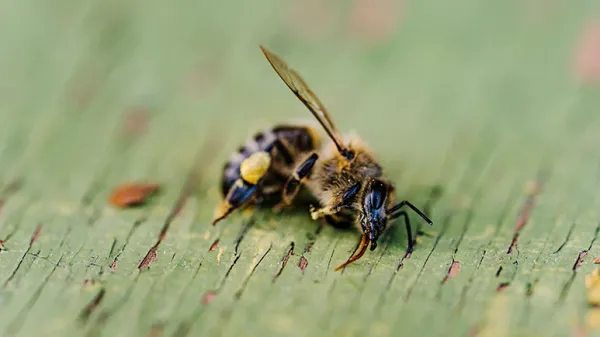 declining bee populations