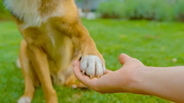 interdigital furunculosis