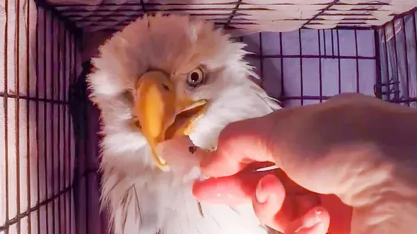 one eyed eagle gets a second chance at life